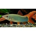  ,   (Yasuhikotakia modesta, Botia modesta), XL 