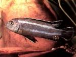   (Melanochromis johannii), L 