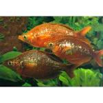  ,   (Glossolepis incisus), S 