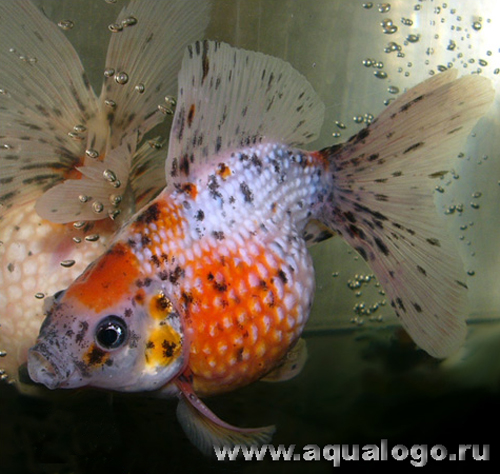  - (Carassius auratus var.), M 