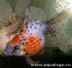  - (Carassius auratus var.), M 