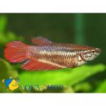    -  (Betta splendens var.), XL 