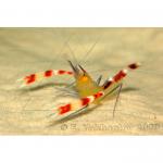 -   (Stenopus cyanoscelis), S 