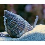  (Nassarius spp.), S 