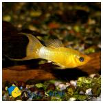   (Poecilia sphenops var.), M 