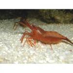 - c (Lysmata rathbunae), L 