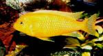   (Pseudotropheus lombardoi), S 