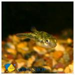   (Carinotetraodon travancoricus, Tetraodon travancoricus), S 