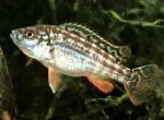  , -,   (Melanochromis joanjohnsonae, Melanochromis exasperatus, Melanochromis textilis), M 