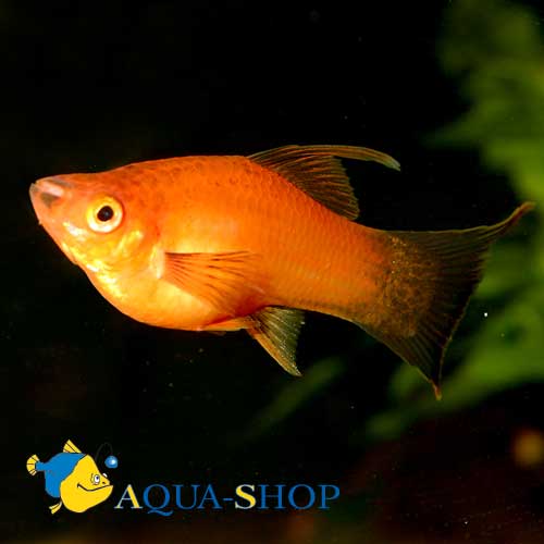     (Xiphophorus hellerii var.), XL 