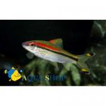   (Puntius denisonii, Barbus denisoni), XL 