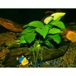    (Anubias barteri var. nana), XL  