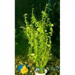   (Bacopa monnieri), M  