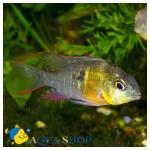   (Microgeophagus altispinosus), L 
