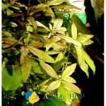  ,   (Hygrophila polysperma), M   