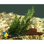   (Bolbitis heudelotii), M  