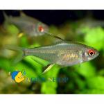   (Hyphessobrycon pulchripinnis), L 