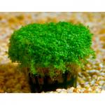   (Hemianthus callitrichoides), M  