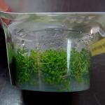    (Hemianthus callitrichoides), L 