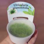    (Utricularia graminifolia), L 