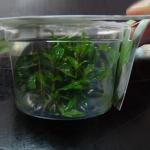   ,   (Staurogyne repens), M 