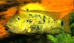   (Geophagus steindachneri, Geophagus hondae, Geophagus magdalena), M 