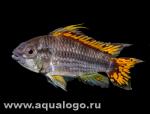    (Apistogramma cacatuoides, Apistogramma cacaduense), M 
