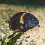  ,   (Tropheus duboisi), M 
