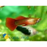  - (Poecilia reticulata var.), L 