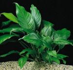   (Anubias congensis), M 