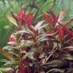   (Alternanthera lilacina), M   