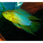  ,   (Apistogramma borellii, Apistogramma reitzigi), L 