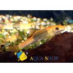    (Gyrinocheilus aymonieri), S 