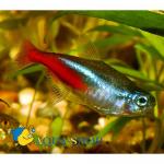  (Paracheirodon innesi), S 