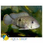   (Aequidens rivulatus), XXL 