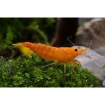    (Neocaridina heteropoda "Orange"), M 