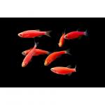   "" (Danio rerio, Brachydanio rerio), M 