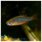  "" (Danio margaritatus, Celestichthys margaritatus), L 