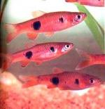  , -  (Rasbora kalochroma), L 