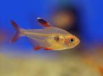  ()  (Hyphessobrycon sweglesi, Megalamphodus sweglesi), L 