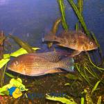   (Acarichthys heckelii, Geophagus thayeri), S 