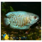    (Colisa lalia var.), S -  