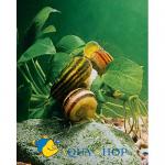   (Marisa cornuarietis), S 