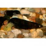    (Tylomelania towutensis), S 