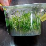    (Glossostigma elatinoides), L 