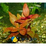   (Alternanthera reineckii), XL 