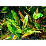   - "  " (Cryptocoryne wendtii var. "Green Gecko"), M   