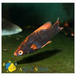   (Xiphophorus hellerii var.), XL 
