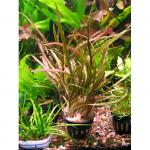   (Cryptocoryne retrospiralis, Cryptocoryne unilocularis, Cryptocoryne roxburghii, Cryptocoryne dalzellii), M   