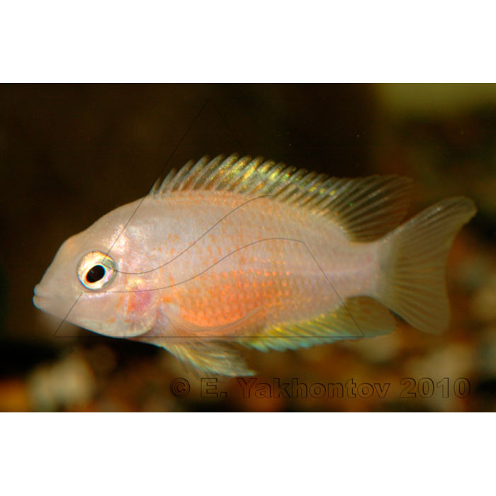  ,   (Amphilophus citrinellus, Cichlasoma citrinellum), S 